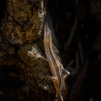 ploskorep pruhovaný - Uroplatus lineatus