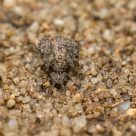 ploskoroh pestrý - Libelloides macaronius