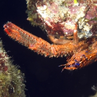 polokrab ostnitý - Galathea strigosa