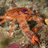 polokrab ostnitý - Galathea strigosa