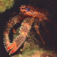 polokrab ostnitý - Galathea strigosa