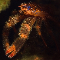 polokrab ostnitý - Galathea strigosa