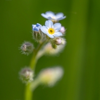 pomněnka rolní - Myosotis arvensis