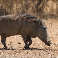 prase savanové - Phacochoerus africanus