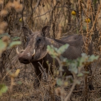 prase savanové - Phacochoerus africanus