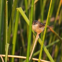 prinie afroasijská - Prinia subflava