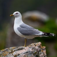 racek bouřní - Larus canus