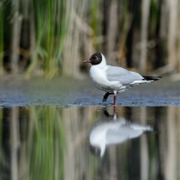 racek chechtavý - Chroicocephalus ridibundus