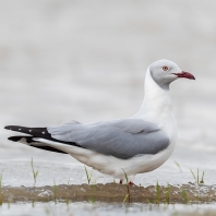 racek šedohlavý - Chroicocephalus...