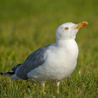 racek středomořský - Larus michahellis