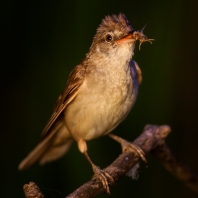 rákosník velký - Acrocephalus arundinaceus