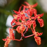 Renanthera monachica