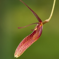 Restrepia contorta