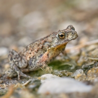 ropucha Fergusonova - Duttaphrynus scaber