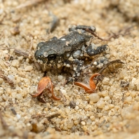 ropucha obecná - Bufo bufo