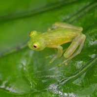 rosněnka Fleischmannova - Hyalinobatrachium...