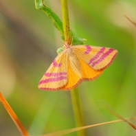 rudopásník menší - Lythria cruentaria