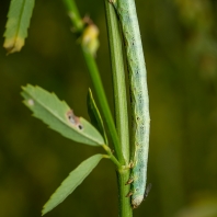 různorožec pelyňkový - Ascotis selenaria