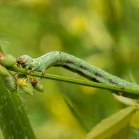 různorožec pelyňkový - Ascotis selenaria