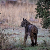 rys pardálový - Lynx pardinus