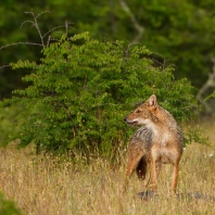 šakal obecný - Canis aureus