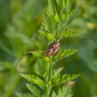 sekáč domácí - Opilio parietinus