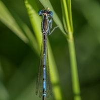 šidélko brvonohé - Platycnemis pennipes