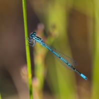 šidélko páskované - Coenagrion puella