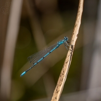 šidélko páskované - Coenagrion puella