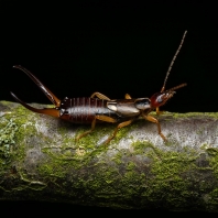 škvor obecný - Forficula auricularia