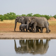 slon africký - Loxodonta africana