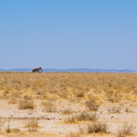 slon africký - Loxodonta africana