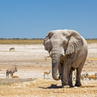 slon africký - Loxodonta africana