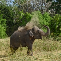 slon indický - Elephas maximus