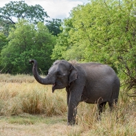 slon indický - Elephas maximus