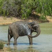 slon indický - Elephas maximus