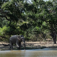 slon indický - Elephas maximus