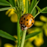 slunéčko východní - Harmonia axyridis