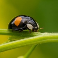 slunéčko východní - Harmonia axyridis