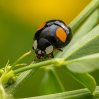 slunéčko východní - Harmonia axyridis