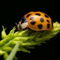 slunéčko východní - Harmonia axyridis