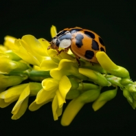 slunéčko východní - Harmonia axyridis