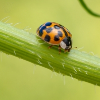 slunéčko východní - Harmonia axyridis