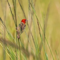 snovač rudohlavý - Quelea erythrops