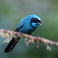 sojka tyrkysová - Cyanolyca turcosa