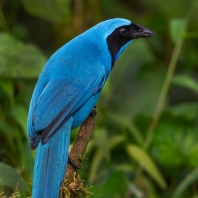 sojka tyrkysová - Cyanolyca turcosa