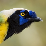 sojka zelenavá - Cyanocorax yncas