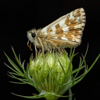 soumračník jahodníkový - Pyrgus malvae