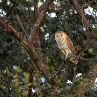 sova pálená - Tyto alba