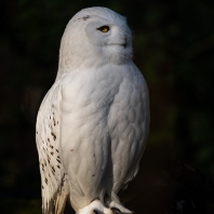 sovice sněžní - Bubo scandiacus